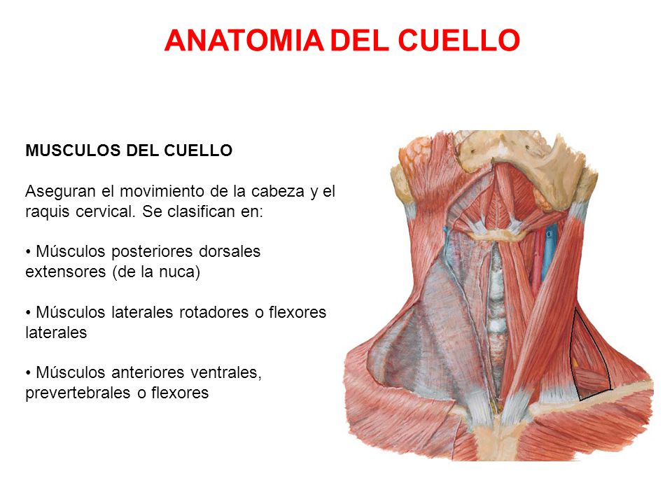 Que calmar el dolor en los riñones que hacer